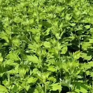 Nanyang Great AI (English)