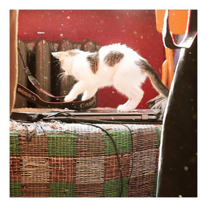 Сахарный Лётчик