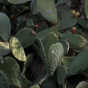 Evil（Cloud Rap Type Beat）