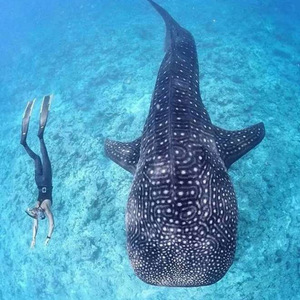 小了白了兔(cover)