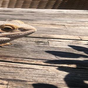 Sugar down my water shoot