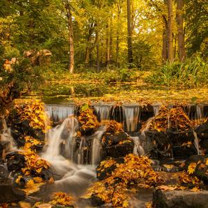 Brown Leaf Floor Scene