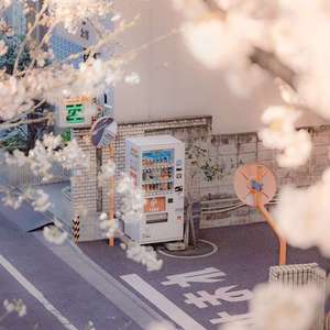 死在江南烟雨中