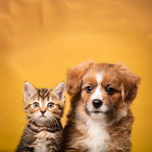 Plumas Flotando En Un Tempo Tranquilo