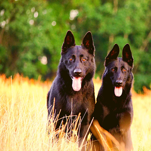 Friendly (Resting Puppies)