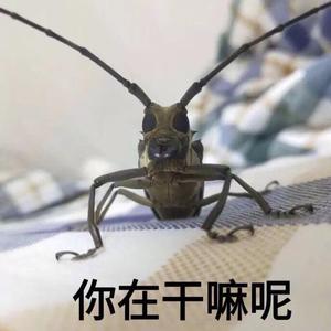 爱如潮水