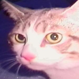 the dream that ends too soon