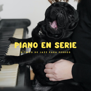 Piano Juguetón Para Perros