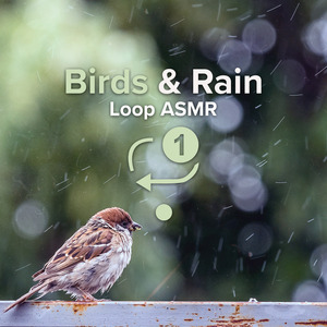 Birds & Rain Loop Asmr