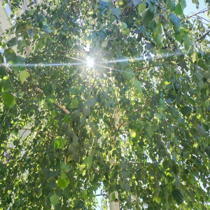 Чудесный миг