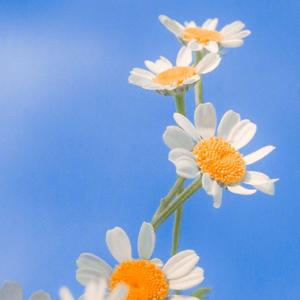 一去不回的时光