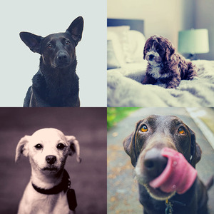 微妙的可爱的狗心情