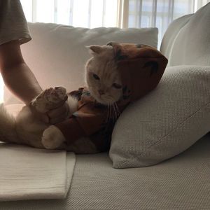 假装快乐（1.2片段版）