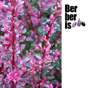 Stress (Behache Remix)