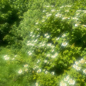 Hold On (夏日进行曲)