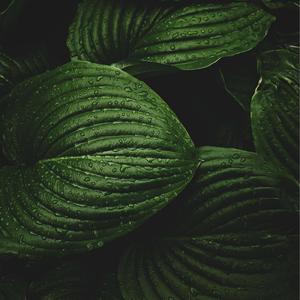 原野的呼唤（八音盒）