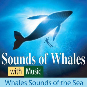 Songs from the Humpback Whale