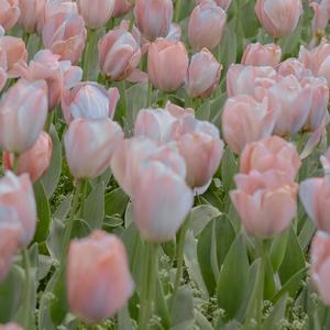 ben10（片段翻唱）