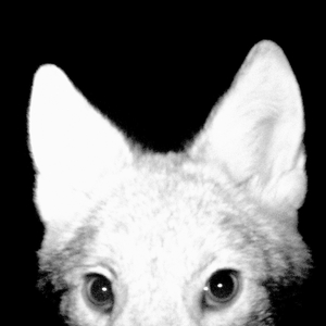 perro (uncut version)