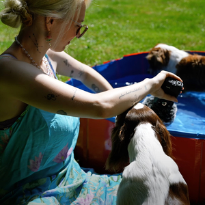 Vogelhäuschen Im Garten