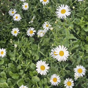 滁州学院校歌 I 琅琊翰墨育栋梁