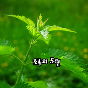 초록의 5월 (5월)