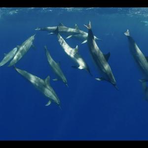 Dolphine Healing Mantra