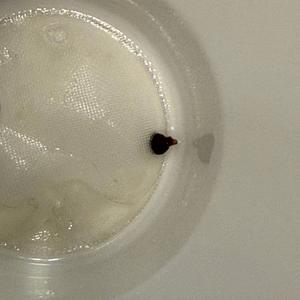 6-7 (TRANSLATED FOR DOGS)