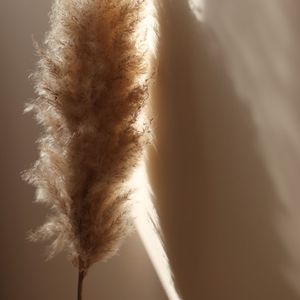 Centrado