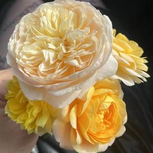 嫣语赋（《嫣语赋》影视剧主题曲）