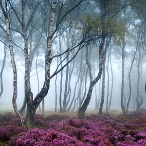 钢琴白噪音里的入眠之约