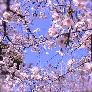 桜かなた (instrumental)