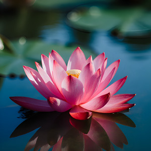 それでも ― 泥の中から咲く花のように