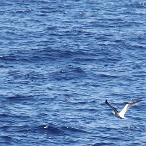 白鸟过河滩（cover洛天依/ilem）