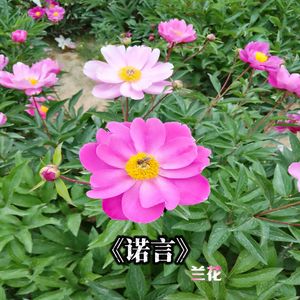 诺言-兰花-502378791-128