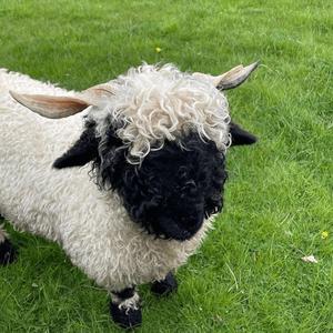 a song about our feelings