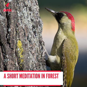 Diversified Dawn Praries