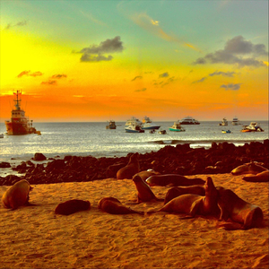 Le Robo Al Sol Su Color