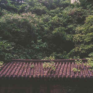 玫瑰 - cover 贰佰