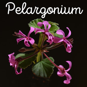 Pelargonium