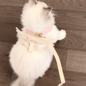 玫瑰与浪
