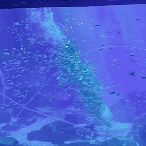 星海里的渔人2025_1.mp3