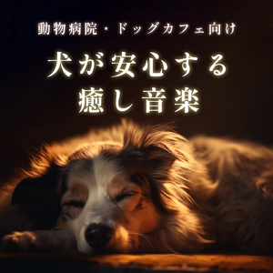 猫のゴロゴロで安眠