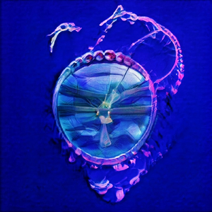 All Night Wake Living