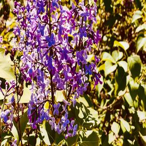 Oskuldsfullhet (feat. Joakim Wahlander)