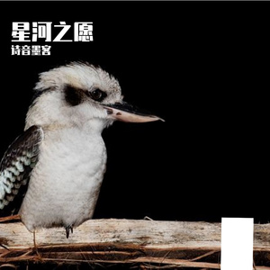 星河之愿