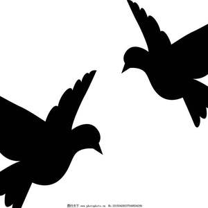 鸽子（翻自 洛天依）