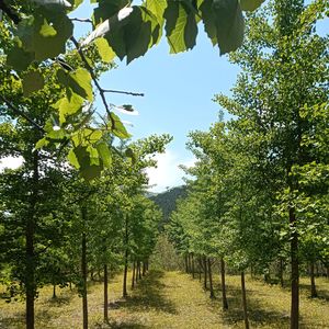 乡间小路（纯音乐）