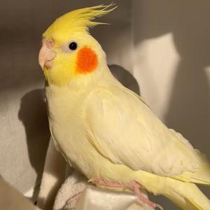 玄凤鹦鹉口哨-拍手歌