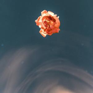 还是将你归还于人海